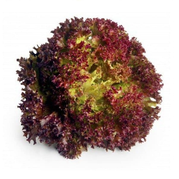 Hạt giống xà lách tím